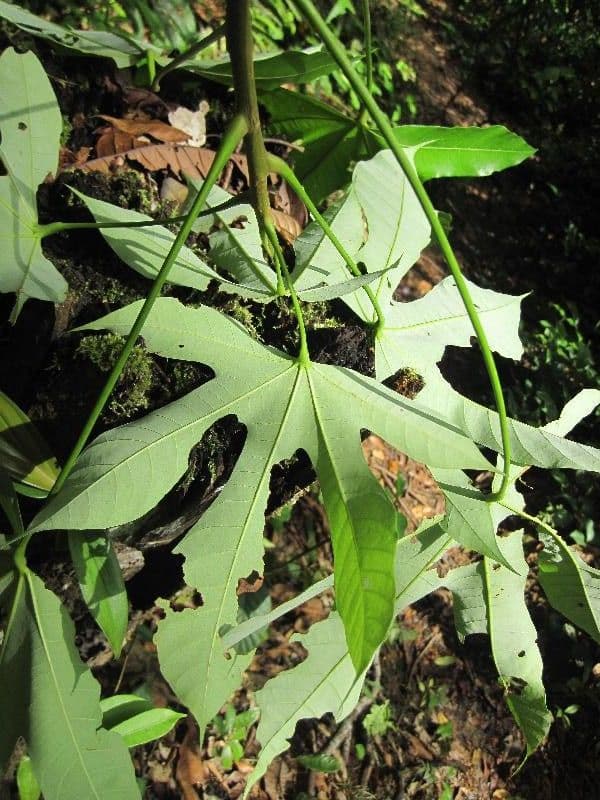 Sterculia 3