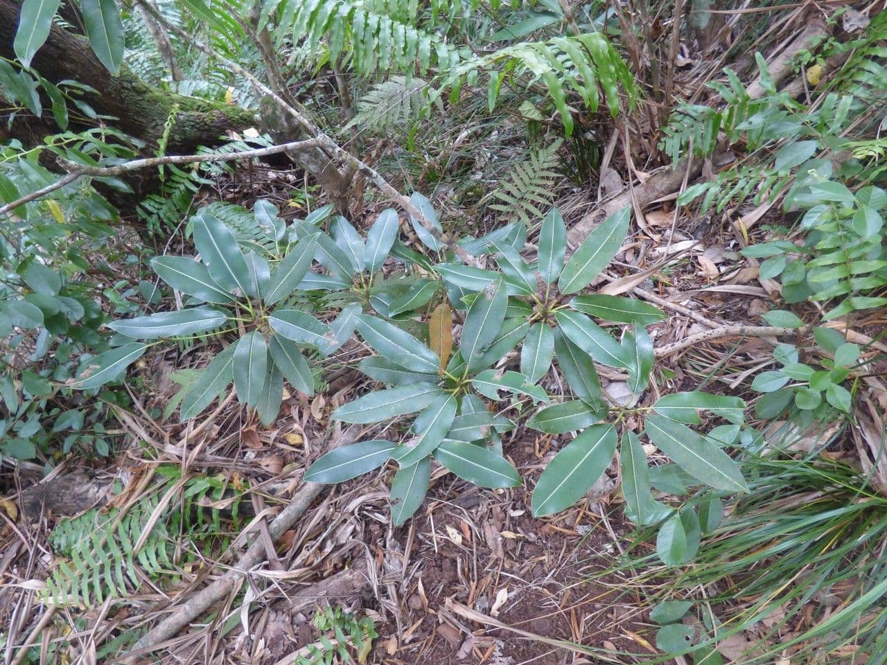 Mimusops balata 9