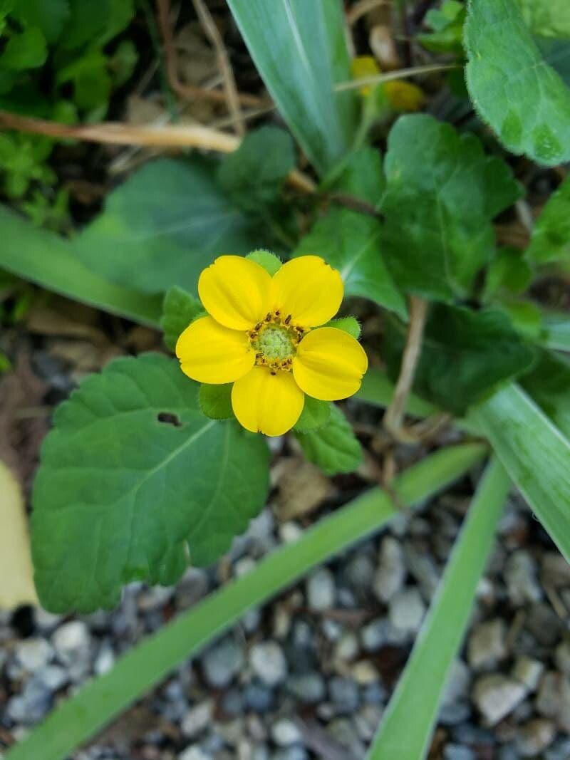 Chrysogonum 5