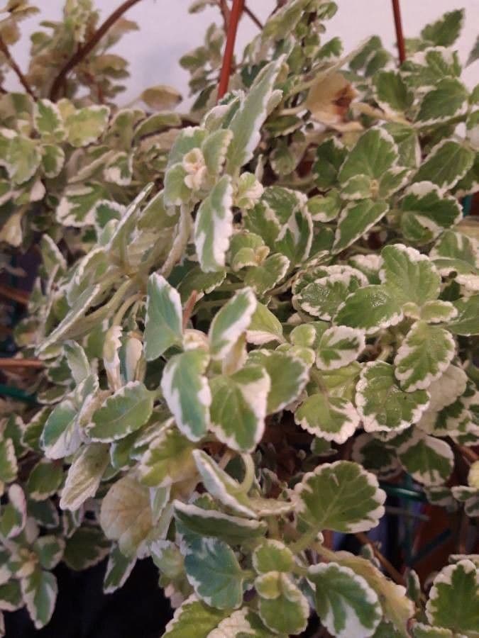 Plectranthus 24