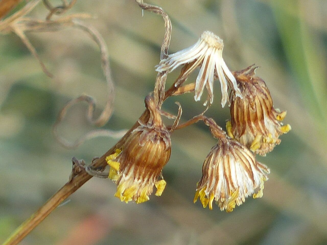 Bayonner Greiskraut 26