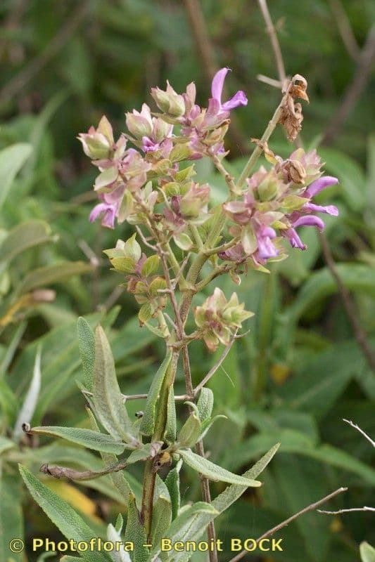 Salvia 23