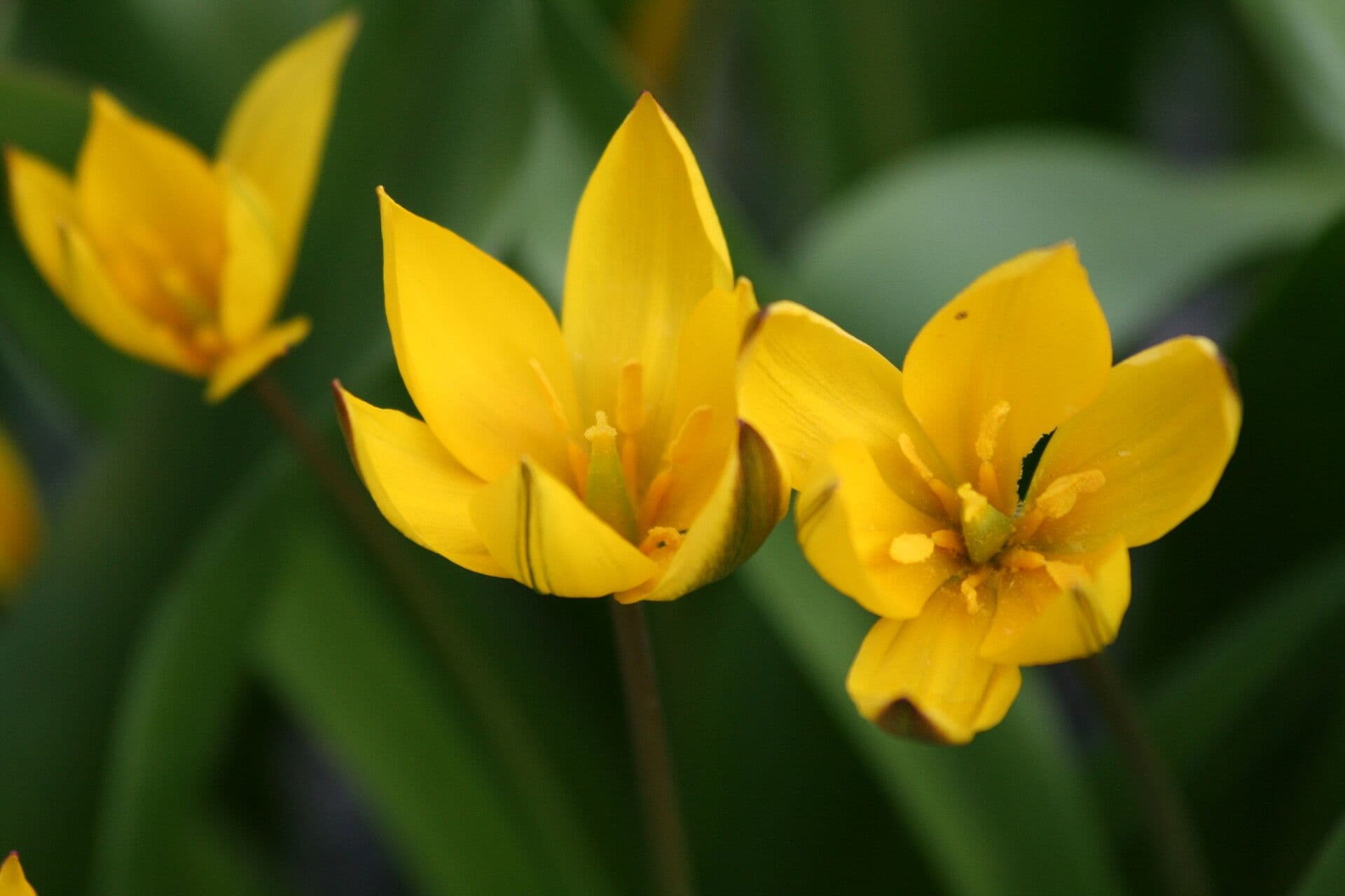 Tulipano 2