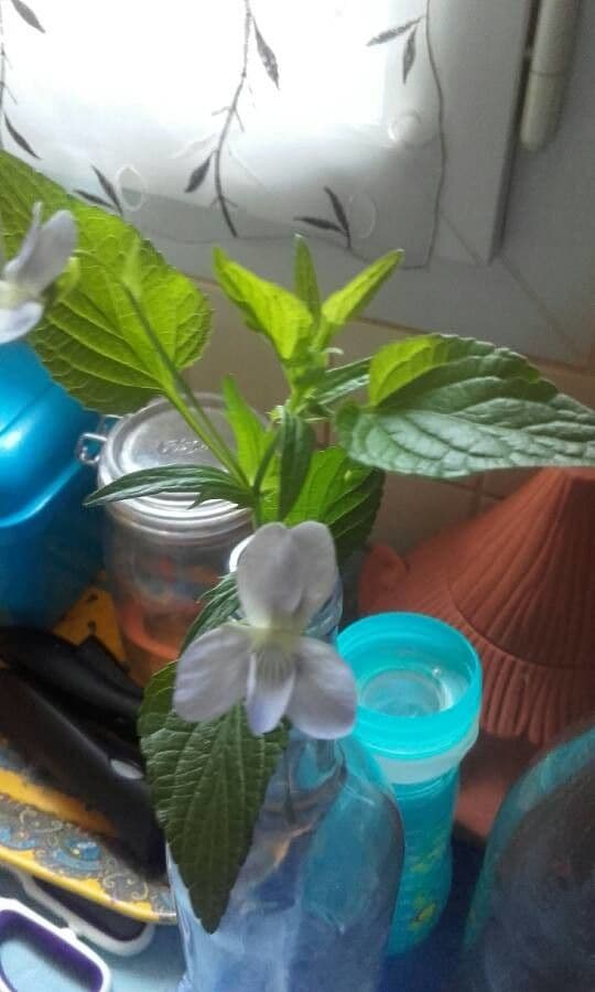 Viola 4
