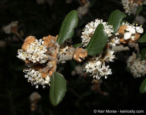 Ceanothus 14