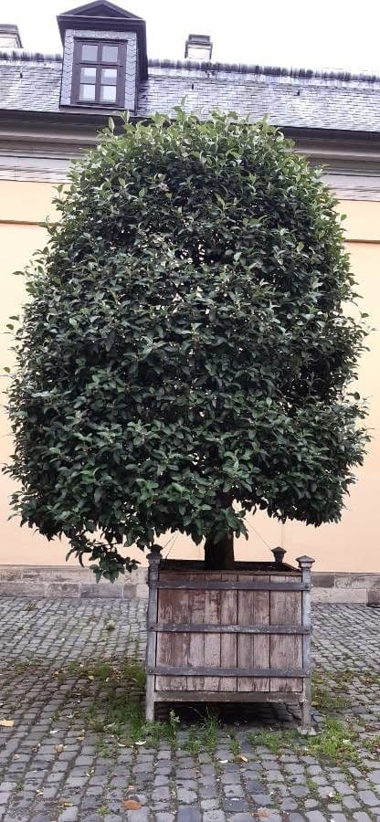 Juckbaum 13