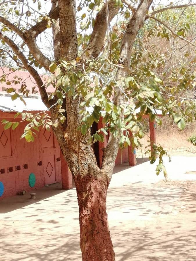 Pterocarpus erinaceus 16