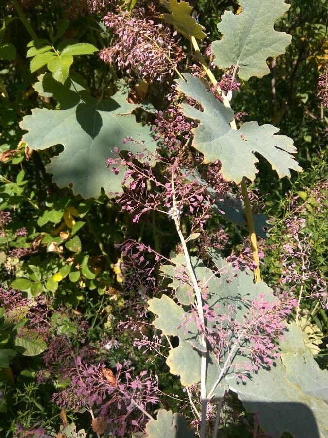 Macleaya 3