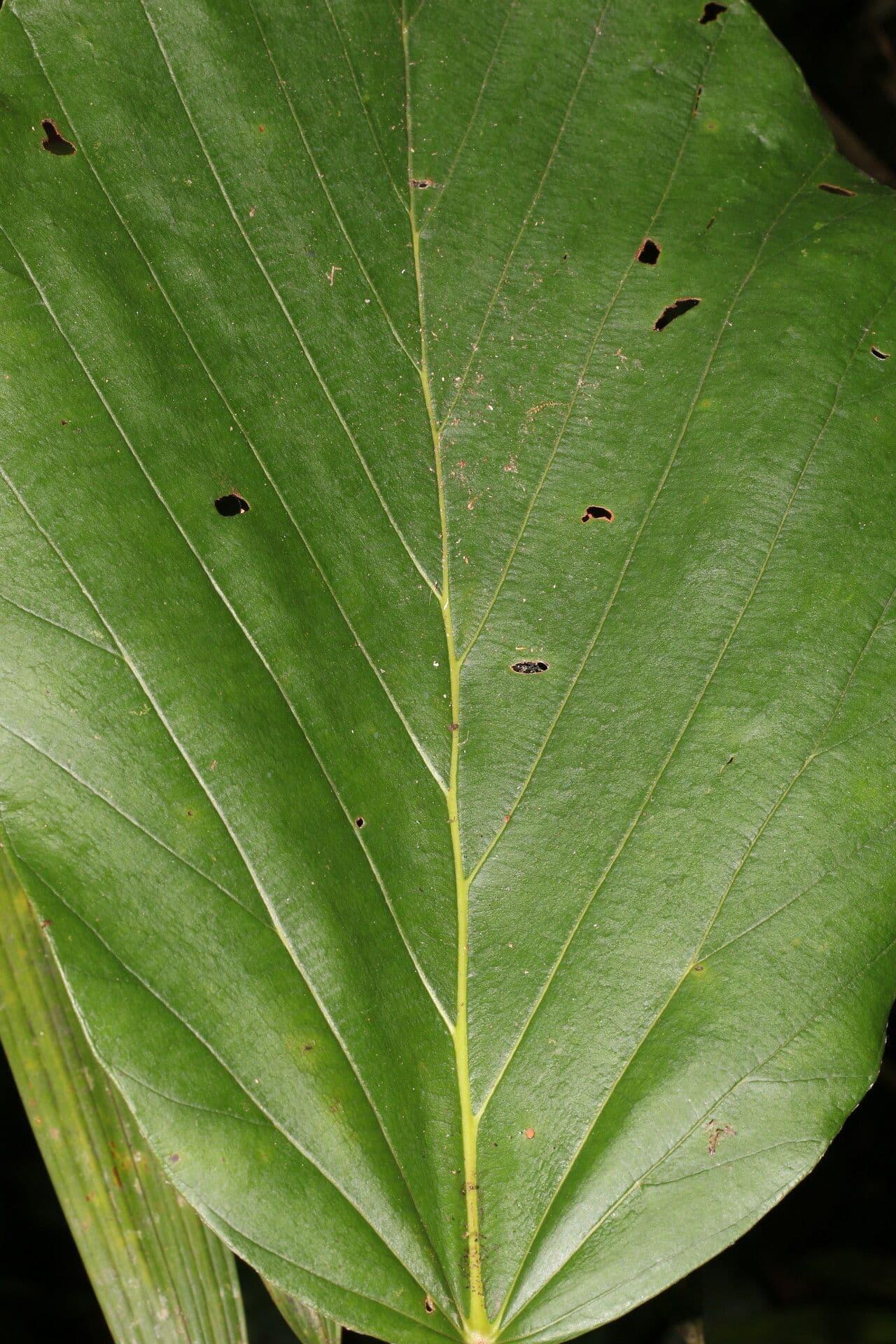 Coussapoa villosa 8