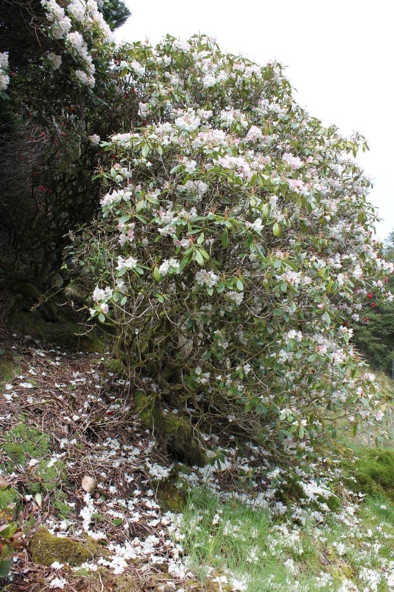 Rododendro dorato 7