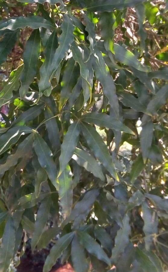 Vepris lanceolata 4