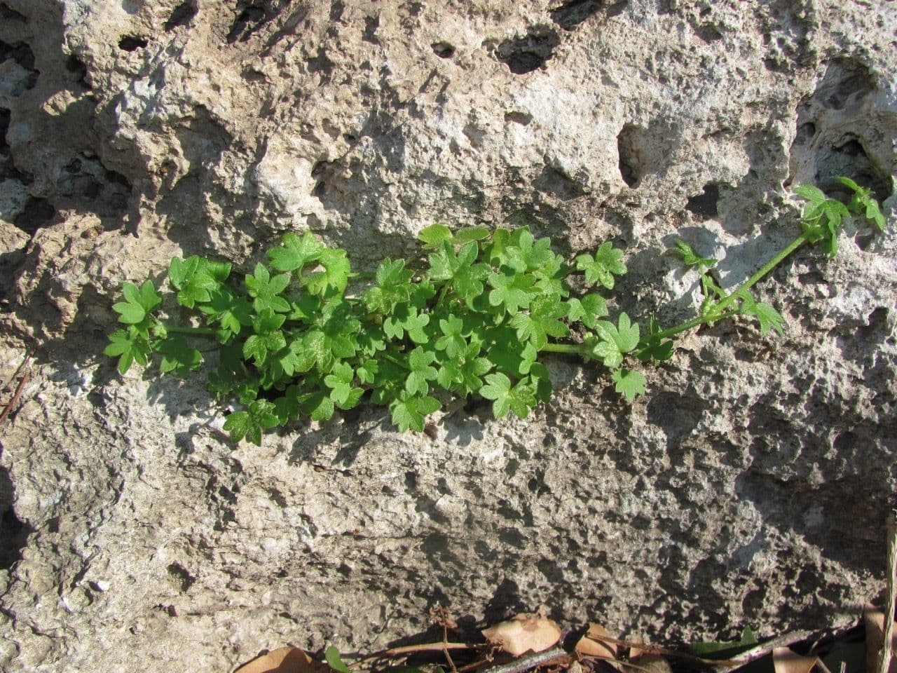 Graue Bowlesia 11
