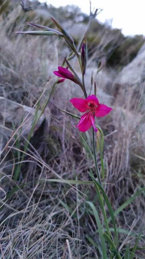Illyrische Gladiole 2