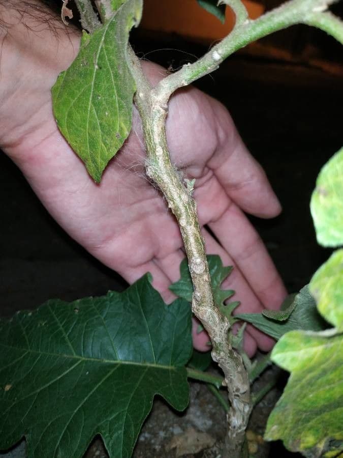 Solanum paniculatum 7