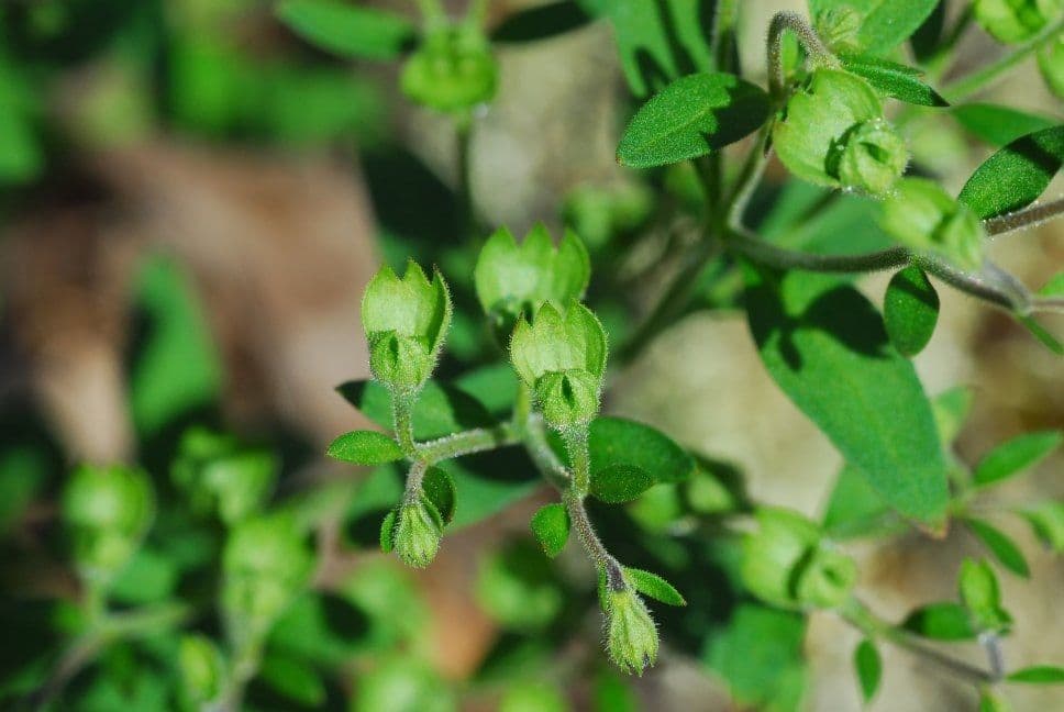 Trichostema Dichotomum 2