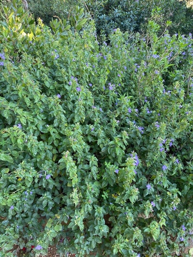 Barleria 7