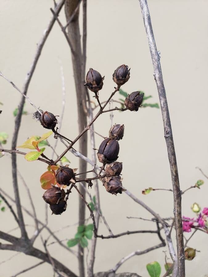 Lagerstroemia splendide 5