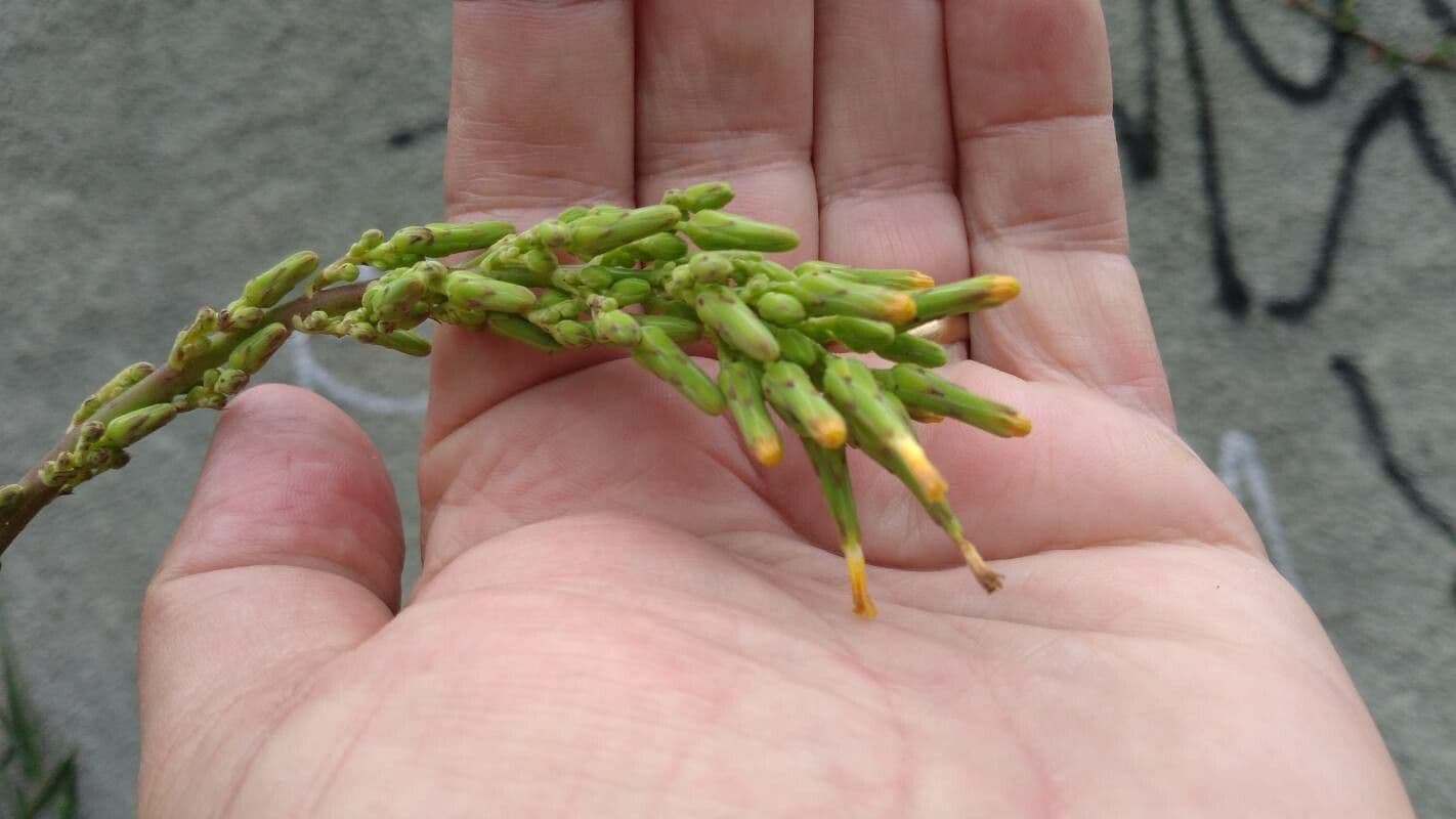 Lactuca 3