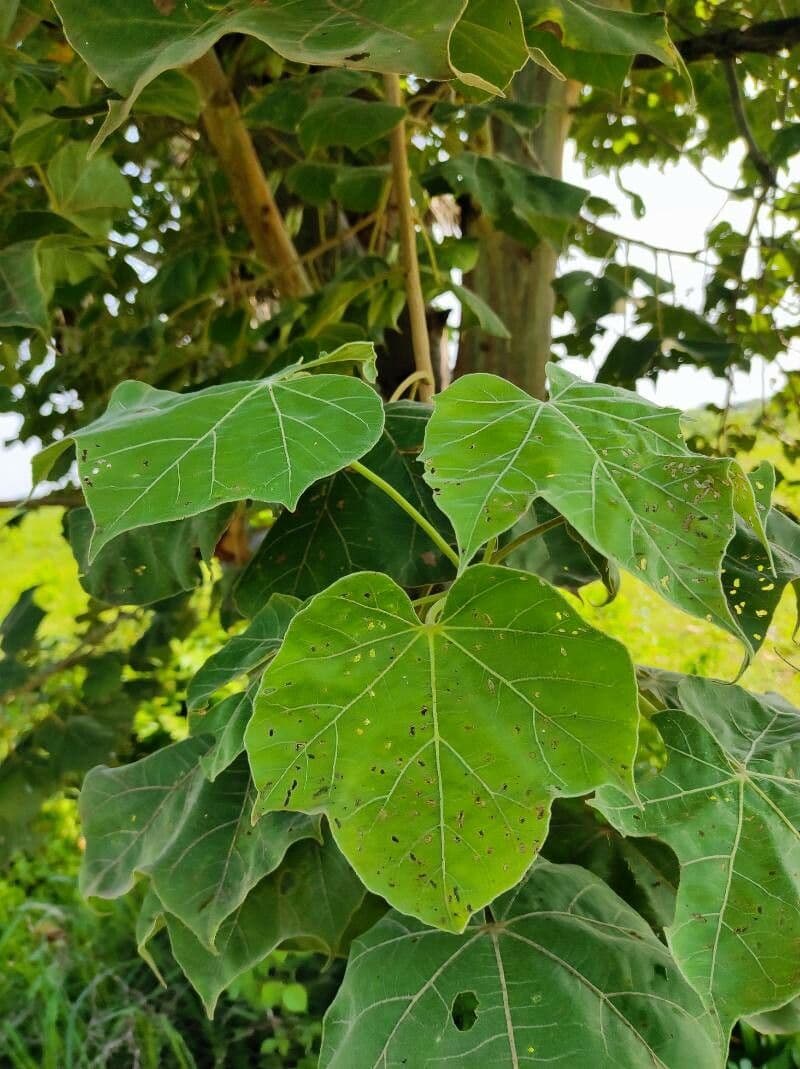 Sterculia 12