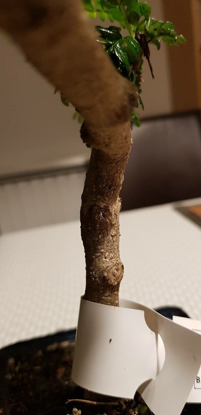 Zanthoxylum fagara 19
