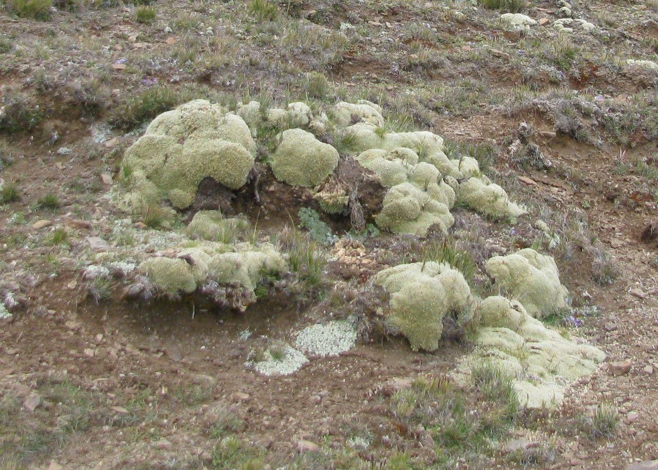 Pycnophyllum 6