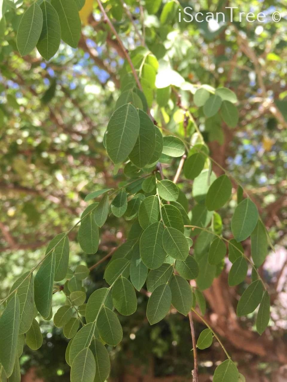 Flueggea 14