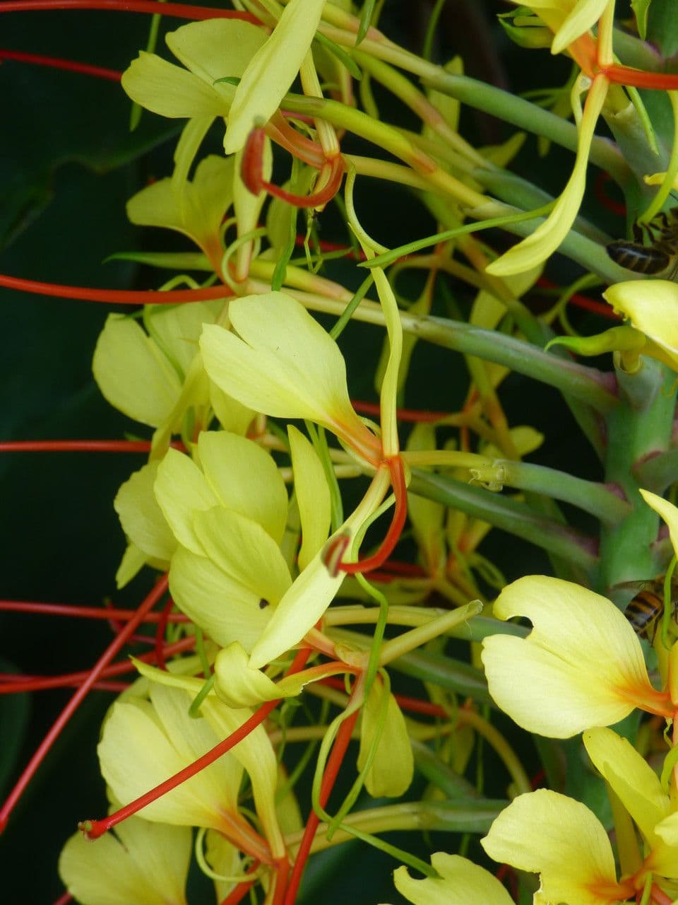 Zázvorník gardnerov 9