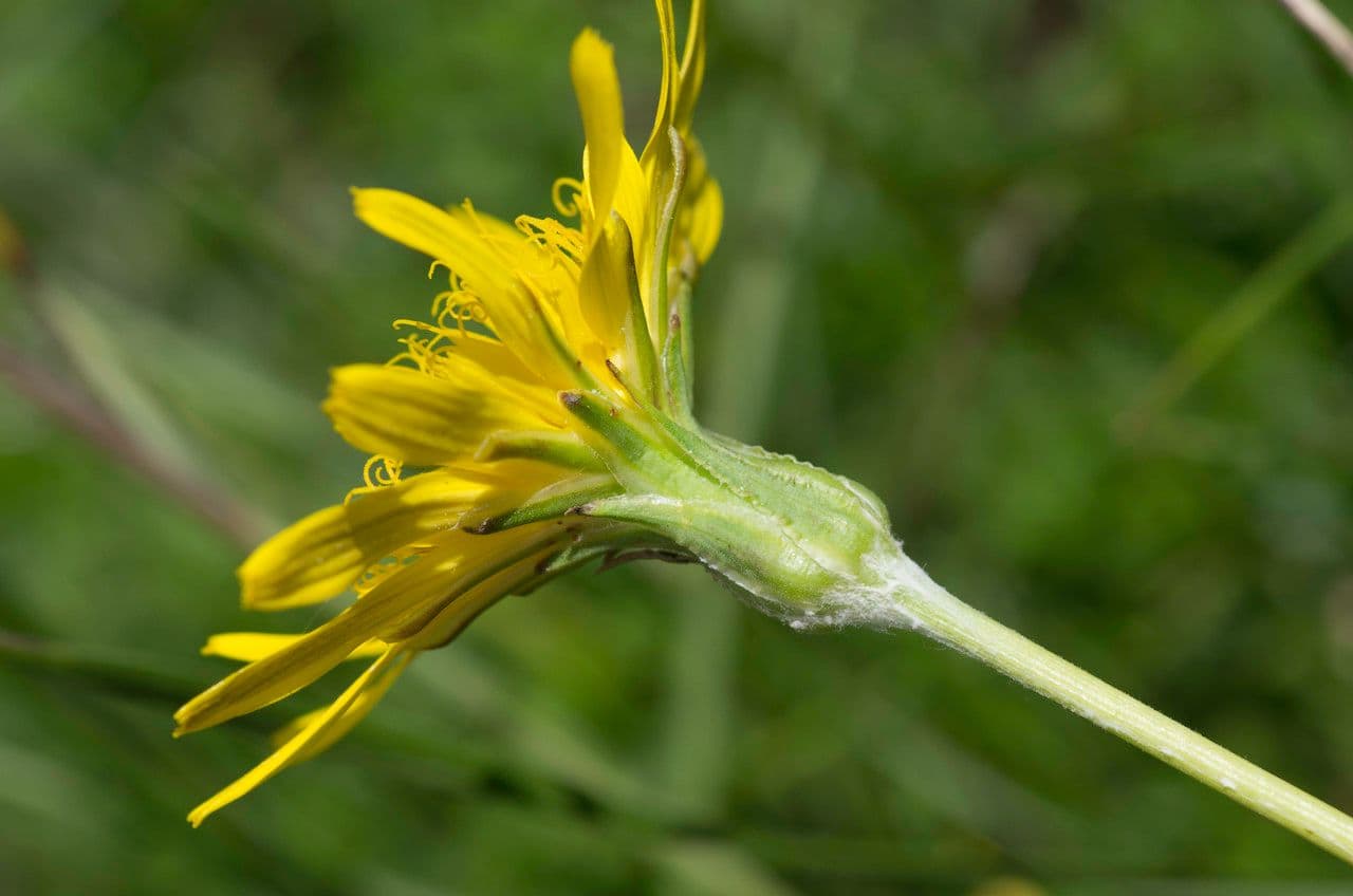 Scorzonera setolosa 2