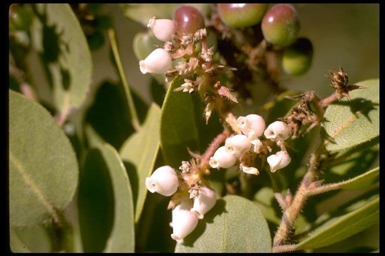 Arctostaphylos 2