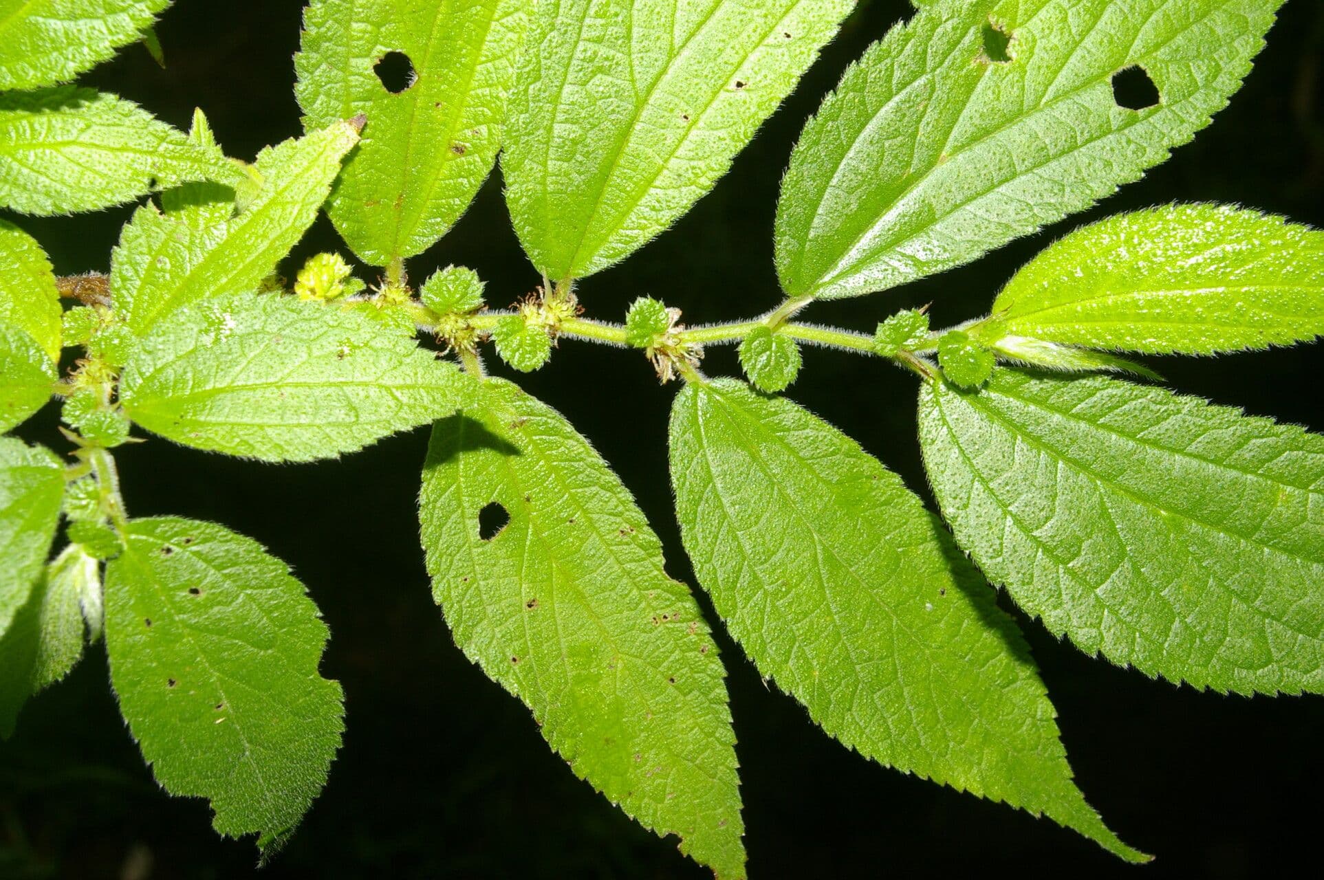 Boehmeria à feuilles d'orme 2