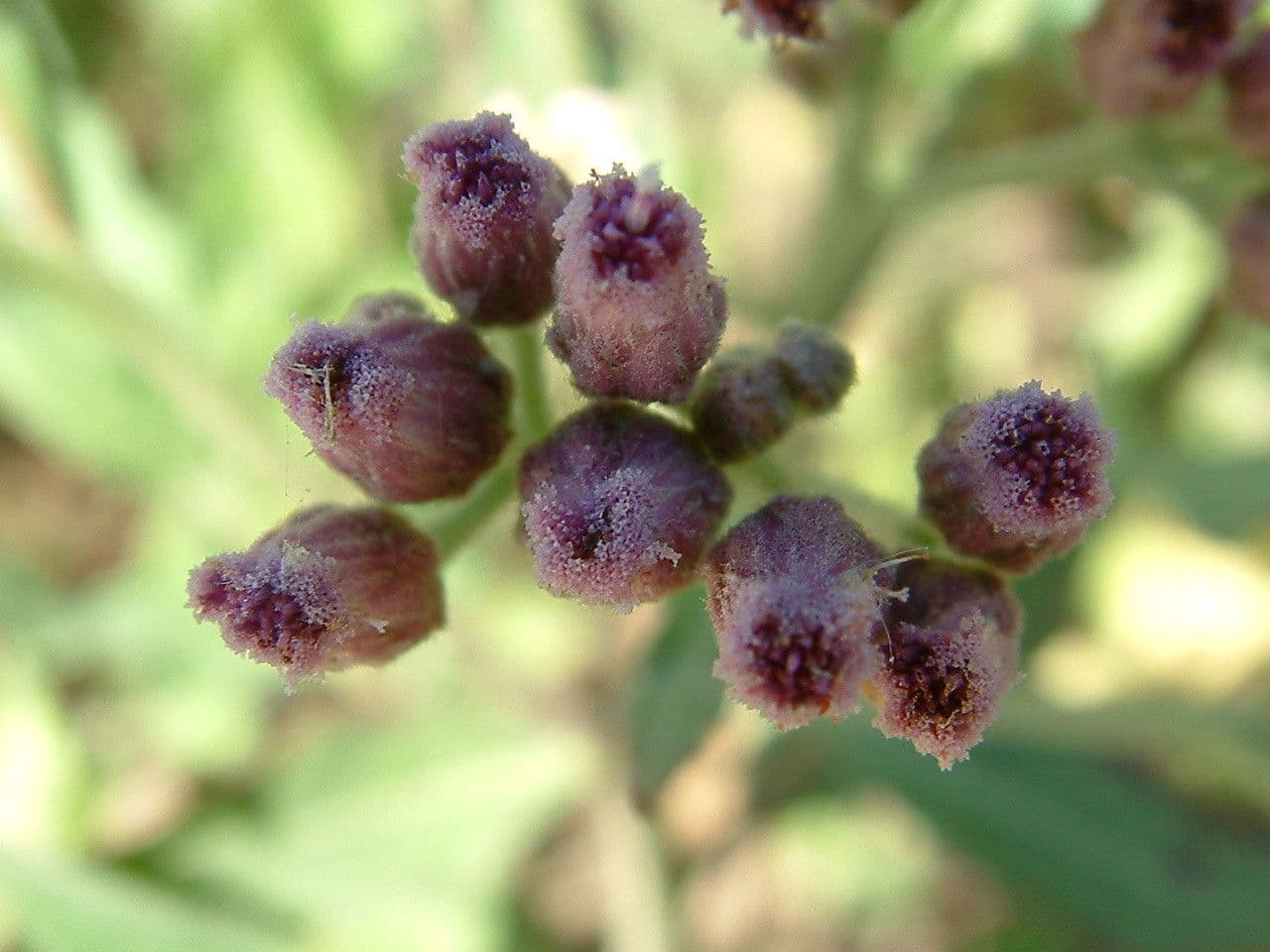 Duftender Kriechstern