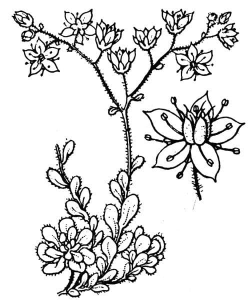 Sedum 29