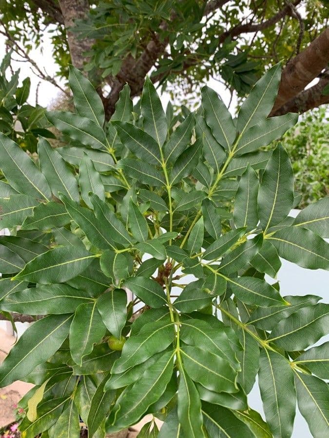 Ekebergia 20