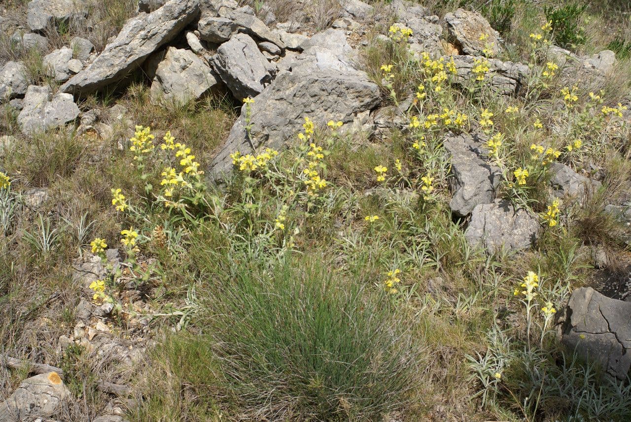 Mechera 14