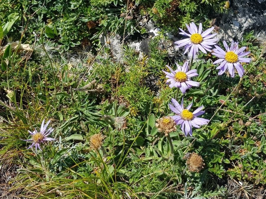 Alpen-Aster 24