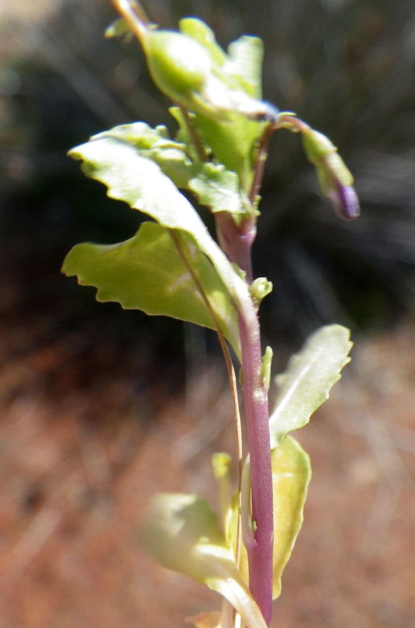 Solenopsis 9