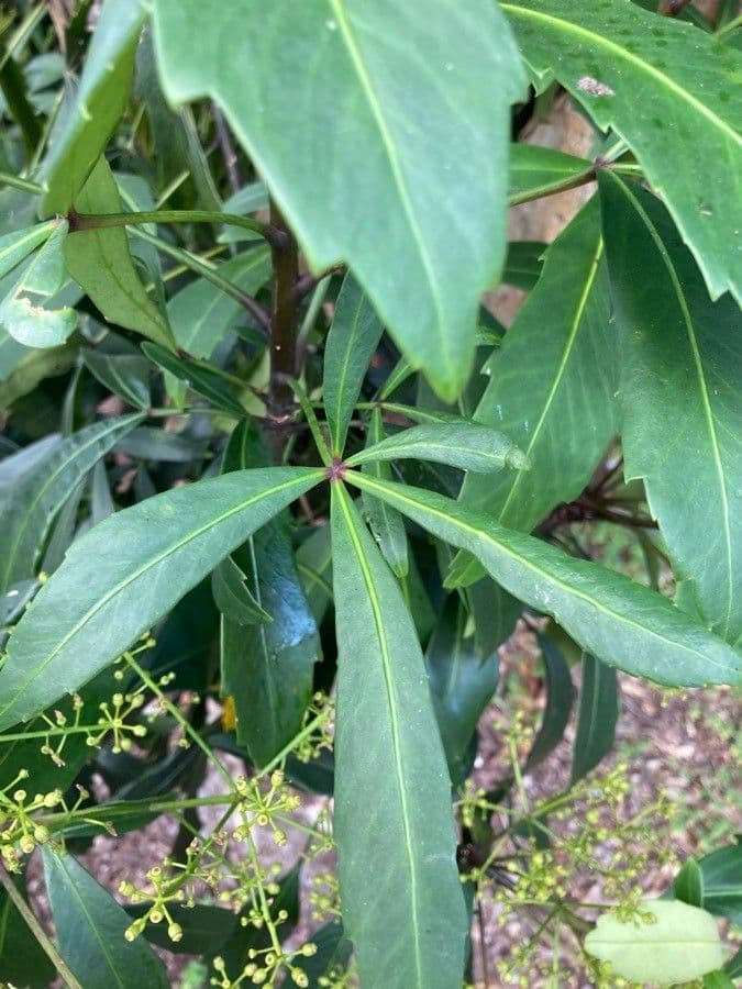 Pseudopanax 2