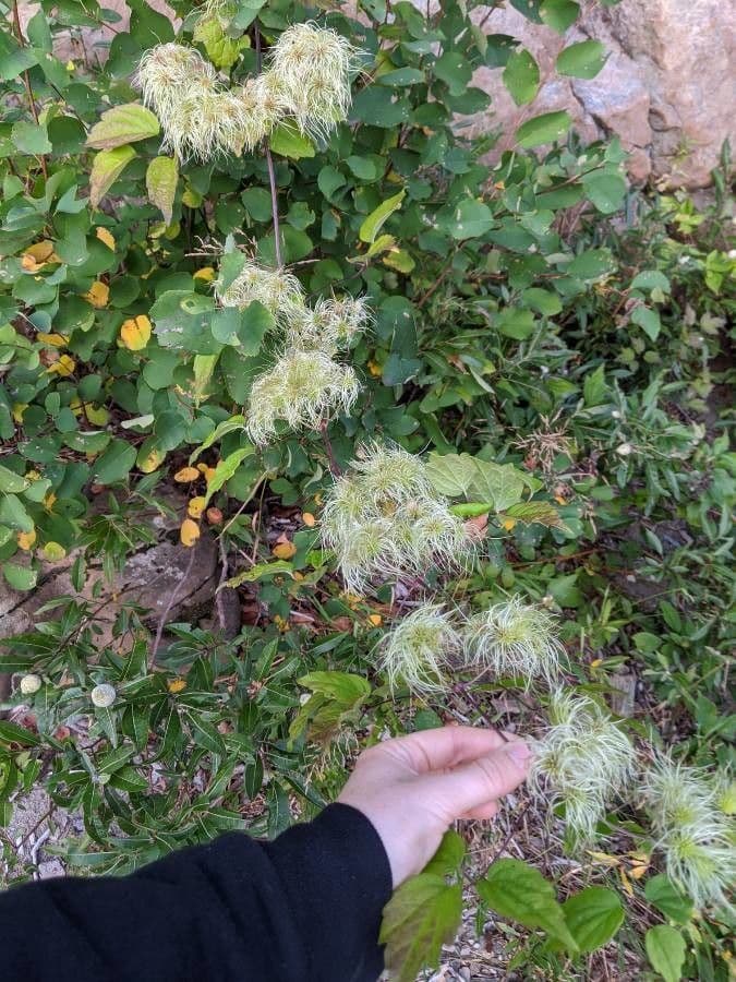 Clematide virginiana 14