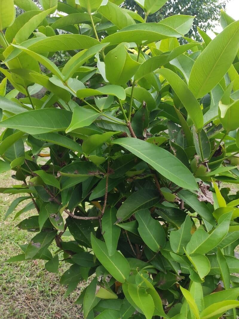 Pomme d'eau 12