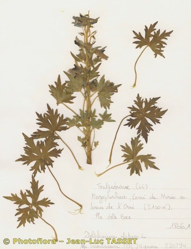 Delphinium 9