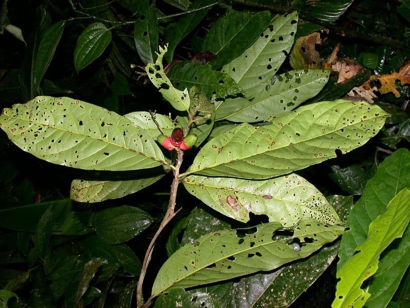 Mespilodaphne macrophylla 22