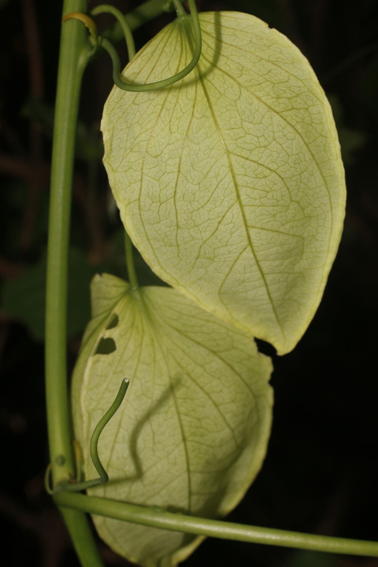 Passiflora 5