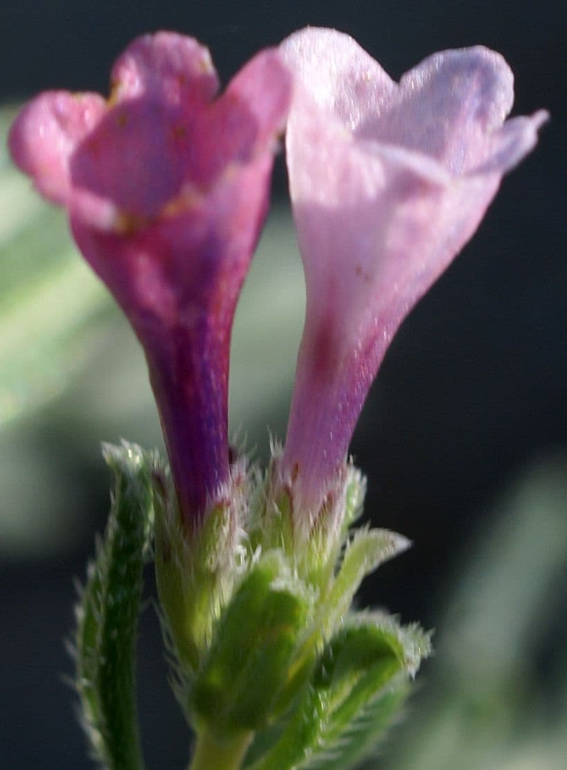 Lithodora 3