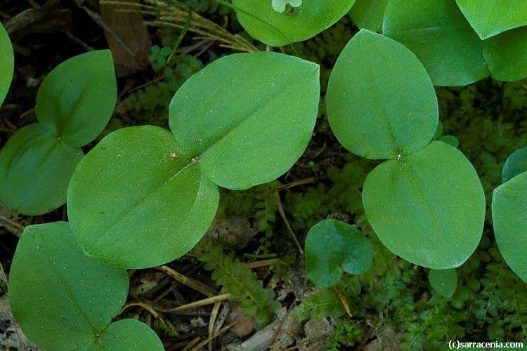 Breitlippiges Breitkölbchen 3