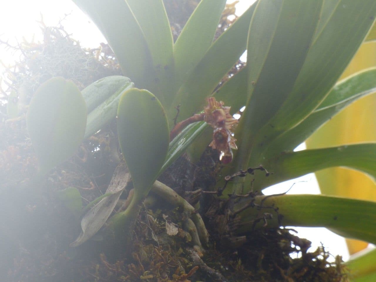 Bulbophyllum 2