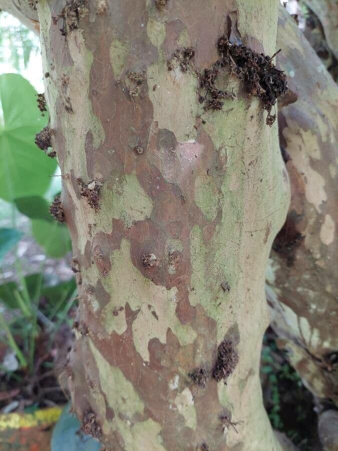 Jabuticaba 22