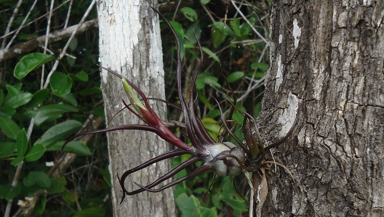 Tillandsia bulbosa 22