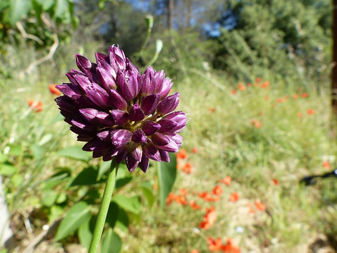 Aglio testatonda 10