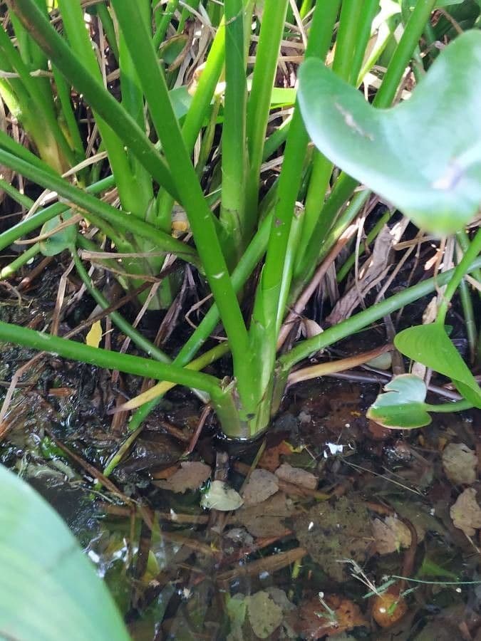 Pontederia 22