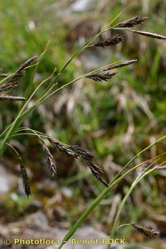 Carice gelida 20